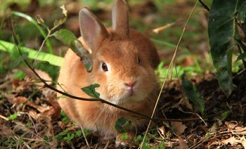 飼っていたウサギを手放してしまった…